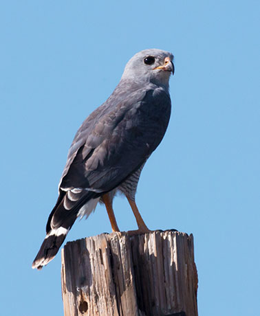 Gray Hawk Asturina nitida 