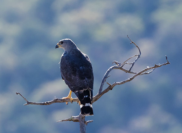 Gray Hawk Asturina nitida 