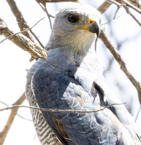 Gray Hawk Asturina nitida 