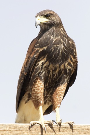 Harris's Hawk Parabuteo unicinctus