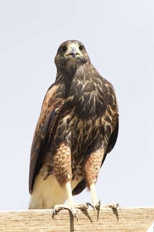 Harris's Hawk Parabuteo unicinctus