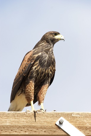 Harris's Hawk Parabuteo unicinctus