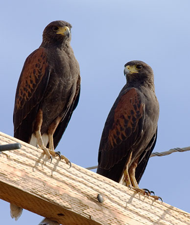 Harris' Hawks Parabuteo unicinctus Harris's Hawk 
