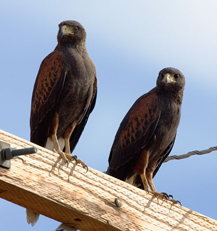 harris hawks