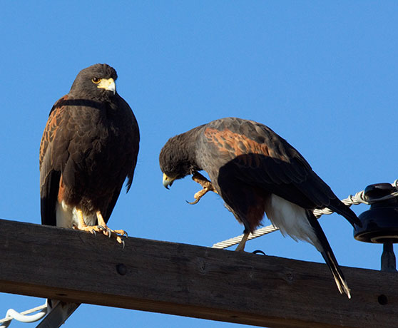 Harris' Hawks Parabuteo unicinctus Harris's Hawk 