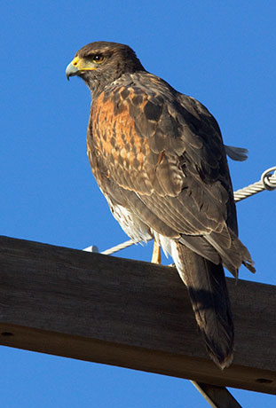 Harris' Hawks Parabuteo unicinctus Harris's Hawk 