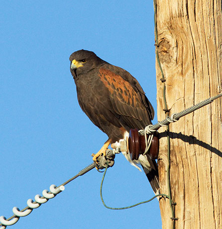 Harris' Hawks Parabuteo unicinctus Harris's Hawk 