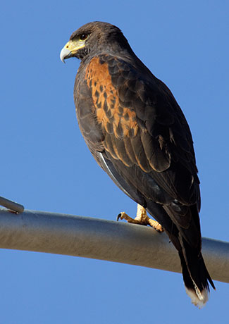 Harris' Hawks Parabuteo unicinctus Harris's Hawk 