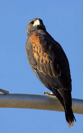 Harris' Hawks Parabuteo unicinctus Harris's Hawk 