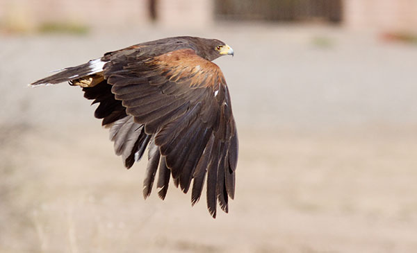 Harris' Hawks Parabuteo unicinctus Harris's Hawk 