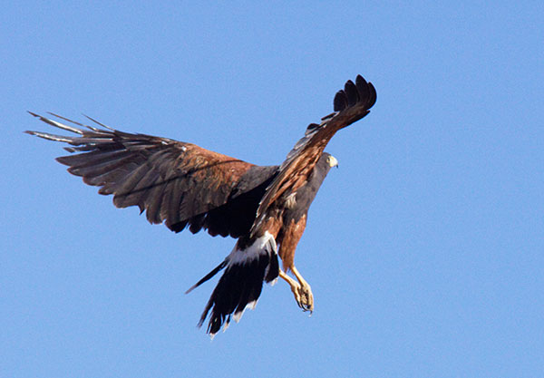 Harris' Hawks Parabuteo unicinctus Harris's Hawk 