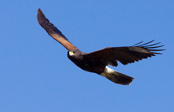 Harris' Hawks Parabuteo unicinctus Harris's Hawk 
