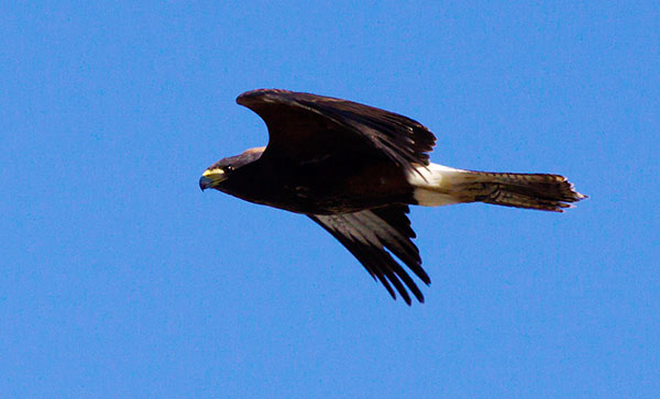 Harris' Hawks Parabuteo unicinctus Harris's Hawk 