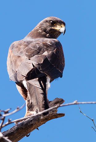 Harris' Hawks Parabuteo unicinctus Harris's Hawk 