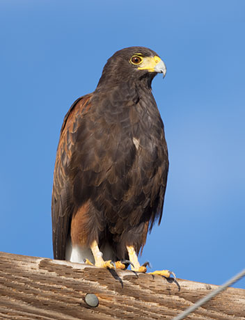 Harris' Hawks Parabuteo unicinctus Harris's Hawk 