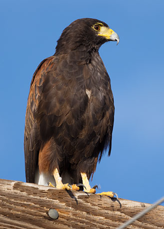 Harris' Hawks Parabuteo unicinctus Harris's Hawk 