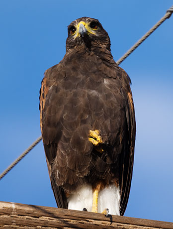 Harris' Hawks Parabuteo unicinctus Harris's Hawk 