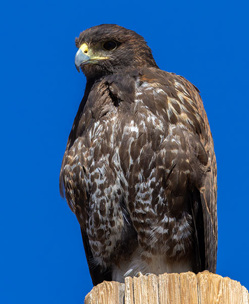 Harris' Hawks Parabuteo unicinctus Harris's Hawk 
