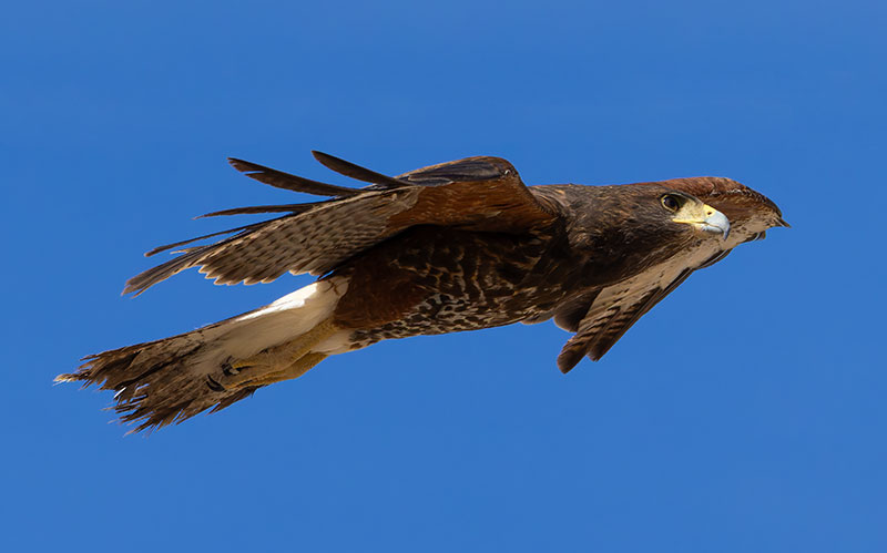 Harris' Hawks Parabuteo unicinctus Harris's Hawk 
