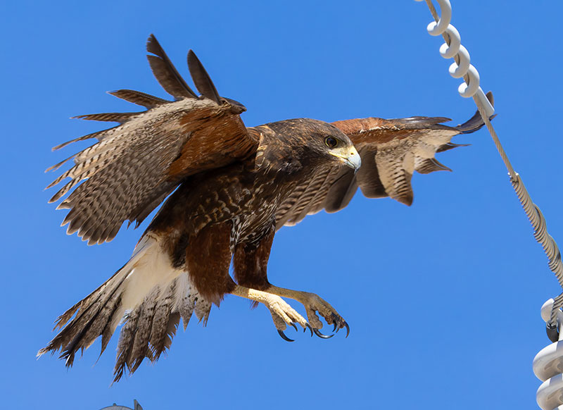 Harris' Hawks Parabuteo unicinctus Harris's Hawk 