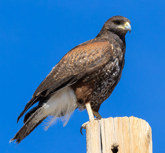 Harris' Hawks Parabuteo unicinctus Harris's Hawk 