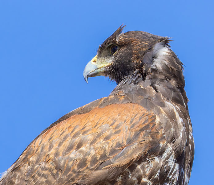 Harris' Hawks Parabuteo unicinctus Harris's Hawk 