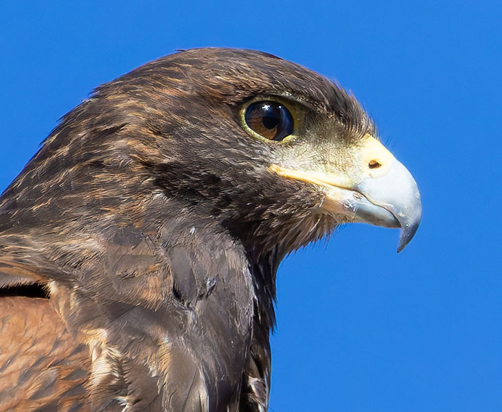 Harris' Hawks Parabuteo unicinctus Harris's Hawk 