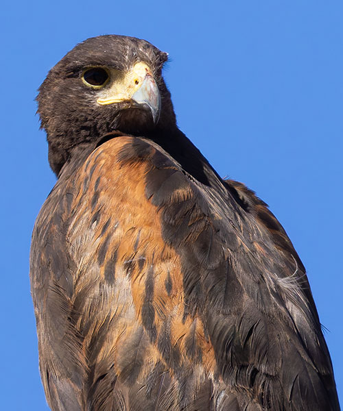 Harris' Hawks Parabuteo unicinctus Harris's Hawk 