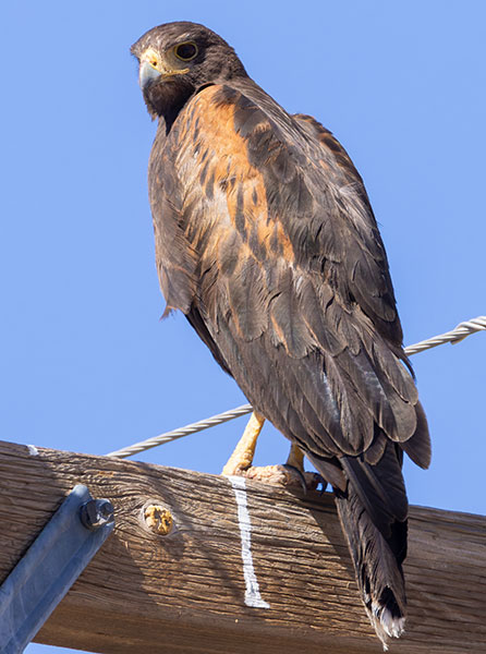 Harris' Hawks Parabuteo unicinctus Harris's Hawk 