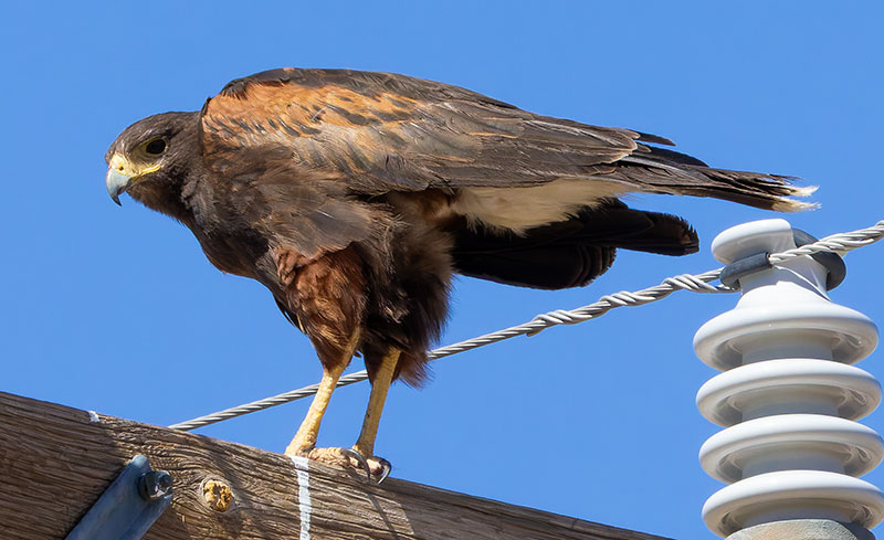 Harris' Hawks Parabuteo unicinctus Harris's Hawk 