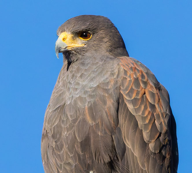 Harris' Hawks Parabuteo unicinctus Harris's Hawk 