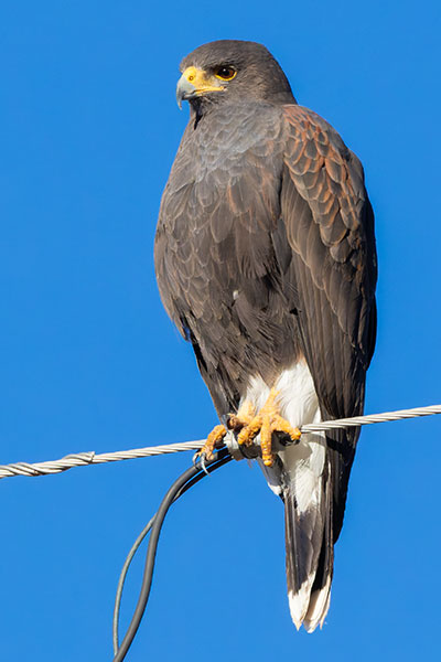 Harris' Hawks Parabuteo unicinctus Harris's Hawk 