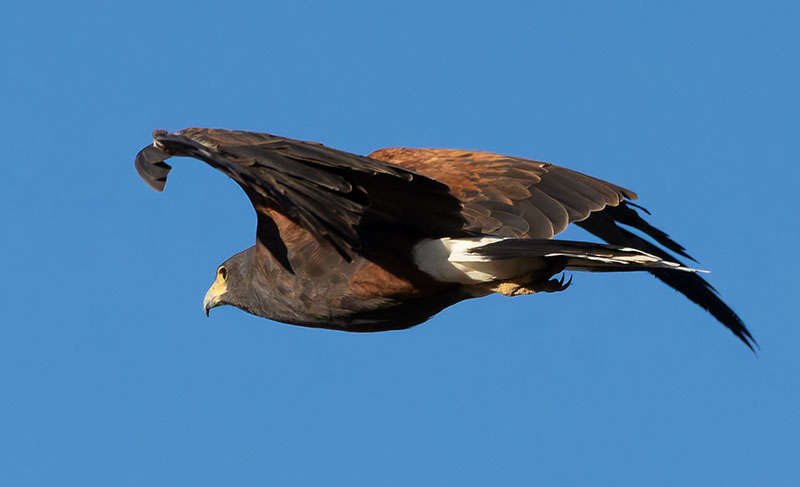 Harris' Hawks Parabuteo unicinctus Harris's Hawk 