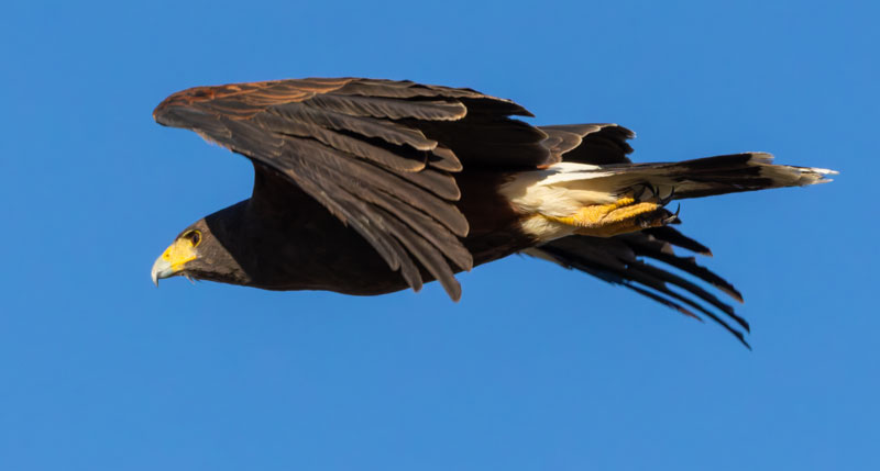 Harris' Hawks Parabuteo unicinctus Harris's Hawk 