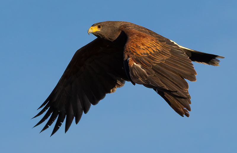 Harris' Hawks Parabuteo unicinctus Harris's Hawk 