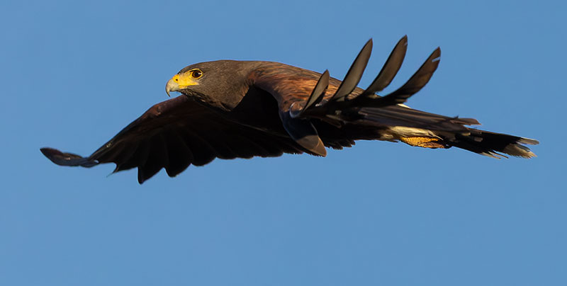 Harris' Hawks Parabuteo unicinctus Harris's Hawk 