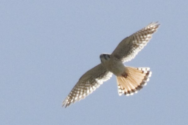 American Kestrels Falco sparverius (Sparrow Hawks)