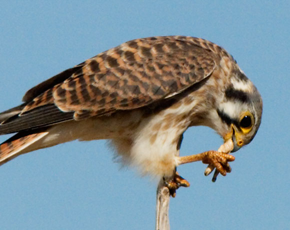American Kestrel Falco sparverius (Sparrow Hawk)