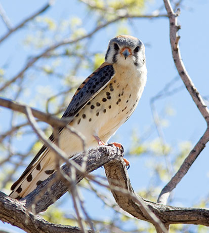 American Kestrel Falco sparverius (Sparrow Hawk)