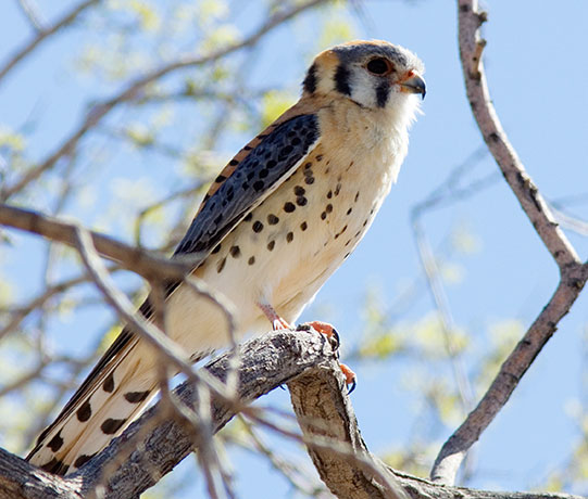 American Kestrel Falco sparverius (Sparrow Hawk)
