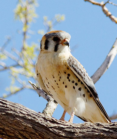 American Kestrel Falco sparverius (Sparrow Hawk)