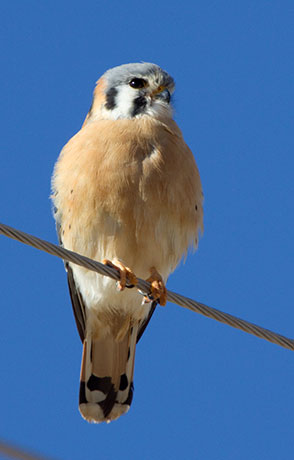 American Kestrel Falco sparverius (Sparrow Hawk)