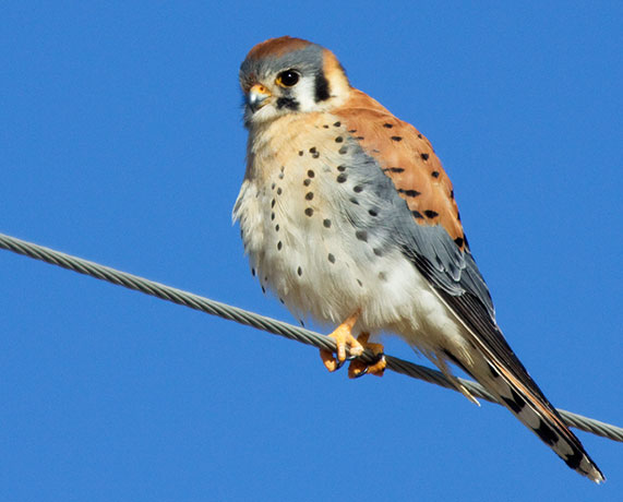 American Kestrel Falco sparverius (Sparrow Hawk)