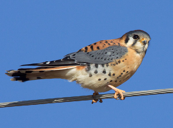 American Kestrel Falco sparverius (Sparrow Hawk)