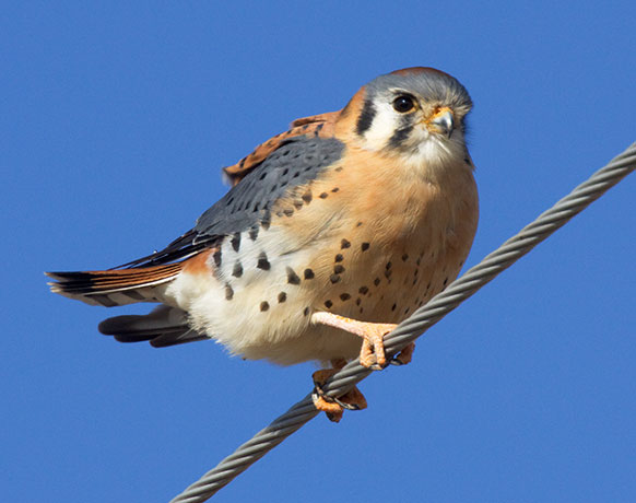 American Kestrel Falco sparverius (Sparrow Hawk)