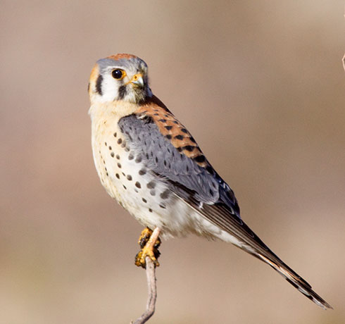 American Kestrel Falco sparverius (Sparrow Hawk)