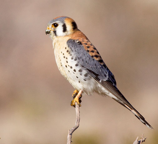 American Kestrel Falco sparverius (Sparrow Hawk)