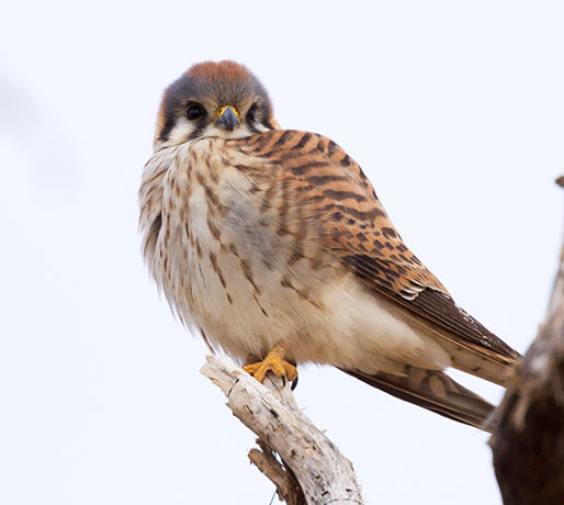 American Kestrel Falco sparverius (Sparrow Hawk)