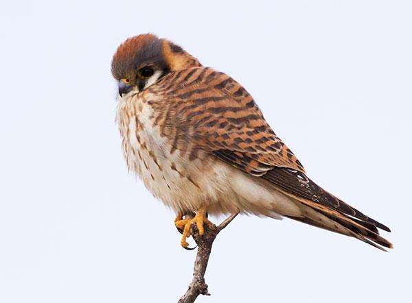 American Kestrel Falco sparverius (Sparrow Hawk)