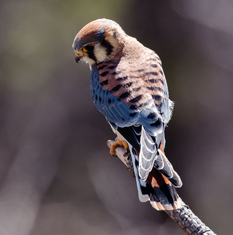 American Kestrel Falco sparverius (Sparrow Hawk)